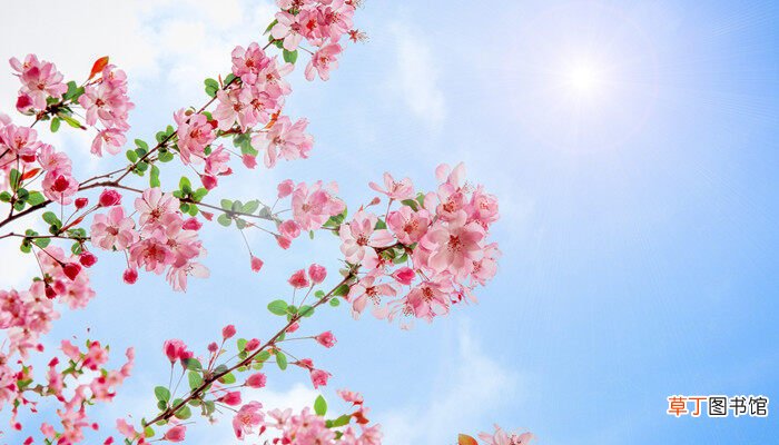 【月份】海棠几月份开花