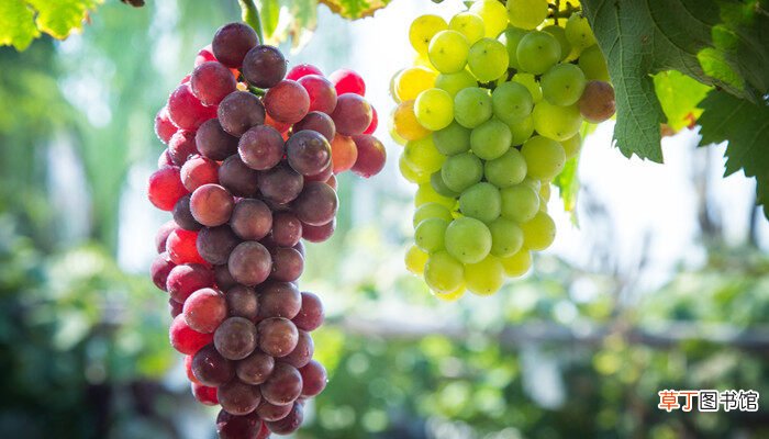 【品种】葡萄中的爱马仕是什么品种