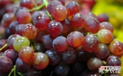 【葡萄】葡萄秋季管理技术要点有哪些？