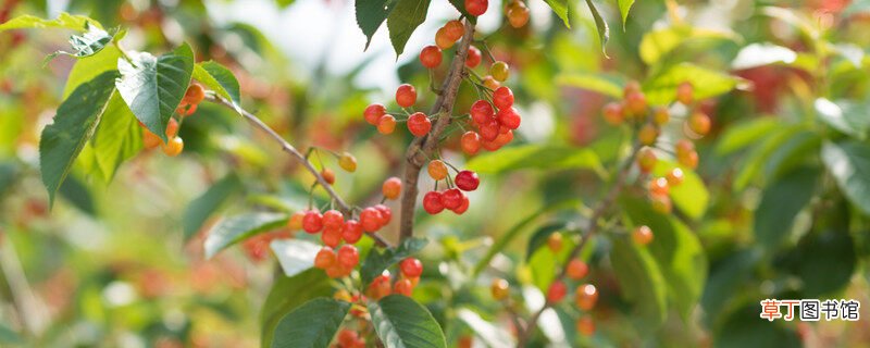 【种植】樱桃种植技术与管理