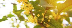 【树】开黄色花的是什么树