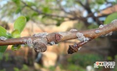 【防治】树虱怎么防治？树虱的为害症状和防治方法有哪些？