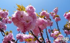 【花】秋季樱花的树体管理要点有哪些？