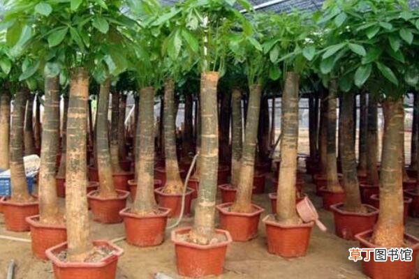 【树】发财树裸根栽培方法有哪些？