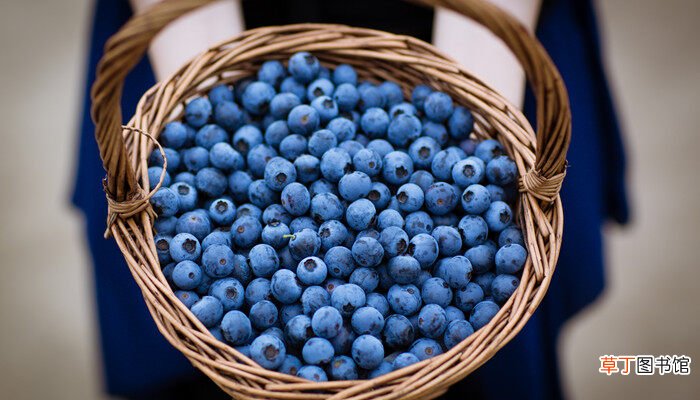 【品种】法新蓝莓品种介绍