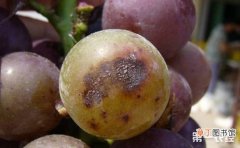【葡萄】葡萄炭疽病有哪些？