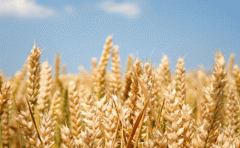 【原因】小麦弱苗的原因分析及管理要点有哪些？