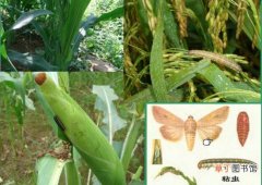 【玉米】玉米粘虫的危害有哪些？