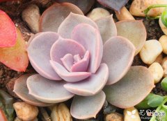 【栽培】紫珍珠的栽培养殖技术有哪些？