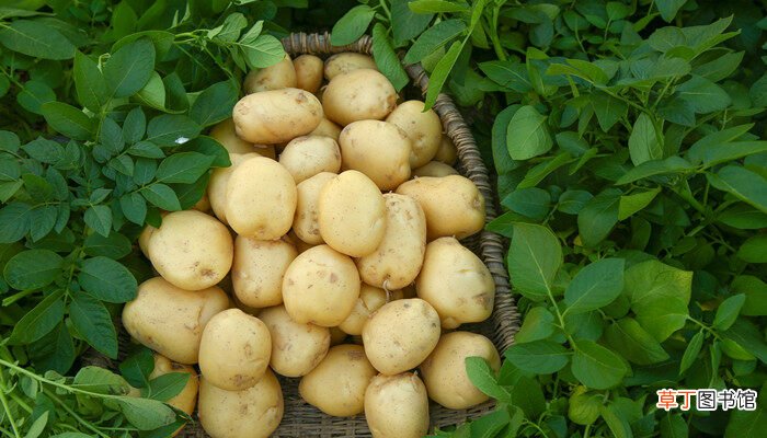 【土豆】如何种土豆一步一步教学