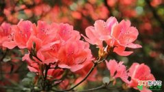 【常见】15种家庭常见花卉的夏季浇水方法有哪些？