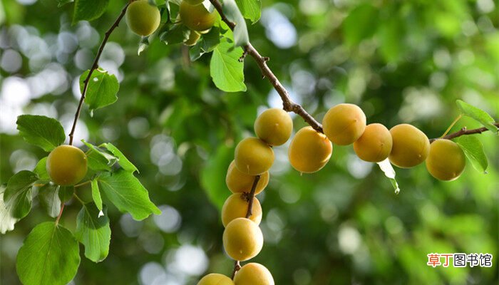 【树】杏树秋季剪枝时间和方法