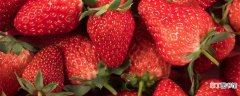 【草莓】妙香七号草莓品种介绍