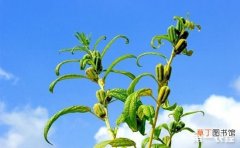 【播种】芝麻的播种方法和种植管理有哪些？