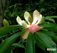 【兰花】木兰花的养殖方法及生长习性有哪些？