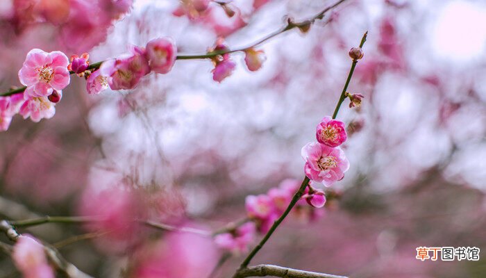 【开花】梅花几月开花哪个季节