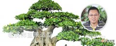 【栽培】老鸦柿盆景的栽培与造型技术