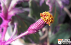 【花】紫鹅绒开花图片欣赏有哪些？