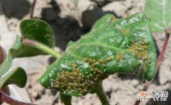 【花】棉花蚜虫的为害症状和防治方法有哪些？