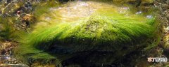 【植物】藻类植物有根吗