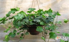 【常见】7种室内常见的盆栽植物介绍有哪些？