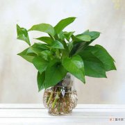 【植物】绿叶植物放在客厅养眼护目