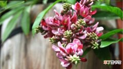 【花】香花崖豆藤的养殖方法