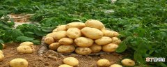 【种植方法】土豆的种植方法