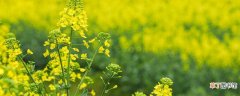 【油菜花】春季种植油菜花需要注意什么催熟还是排水