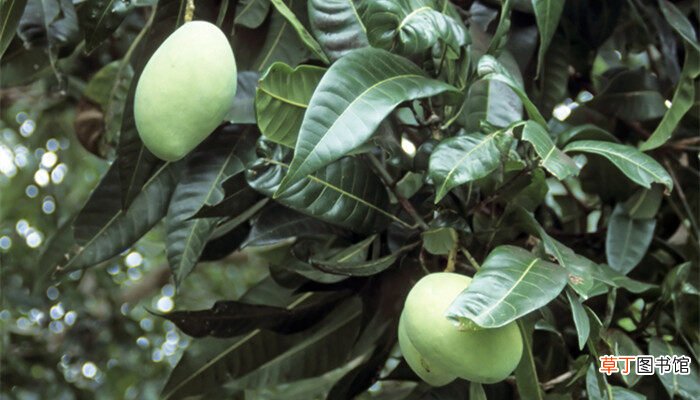【草本植物】芒果属于草本植物还是木本植物