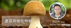 【种类】蘑菇有哪些种类
