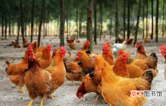 【禽霍】鸡得了禽霍乱有哪些症状呢?鸡禽霍乱会传染给人吗