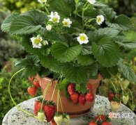 【草莓】阳台种草莓注意这就能防止果实腐烂