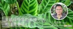 【养殖】天鹅绒竹芋的养殖方法和注意事项