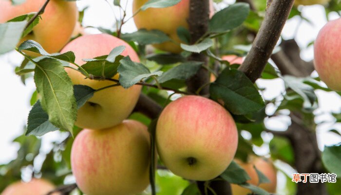 【品种】苹果树的最新品种有哪些 最新品种的苹果树有哪些