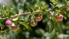 【品种】苹果树的最新品种有哪些 最新品种的苹果树有哪些
