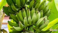 【种植方法】芭蕉树种植方法是什么 芭蕉树有什么种植方法