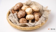 【种类】蘑菇的种类有哪些 蘑菇有什么种类
