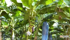 【芭蕉树】香蕉树和芭蕉树有什么区别 香蕉树和芭蕉树的区别是什么