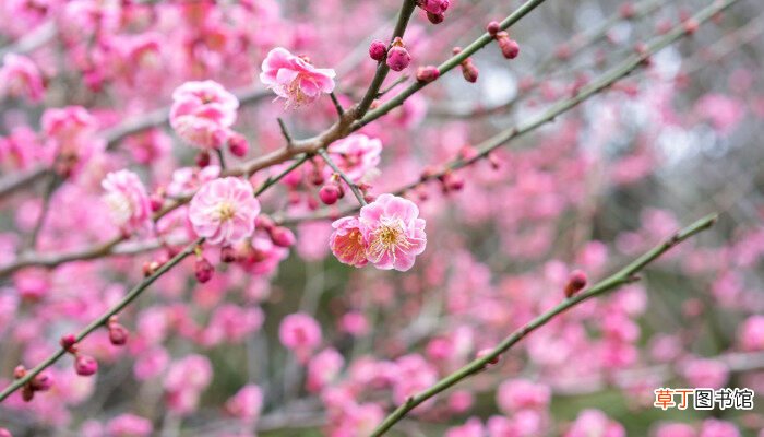 【花】武汉市花是什么 什么是武汉市花