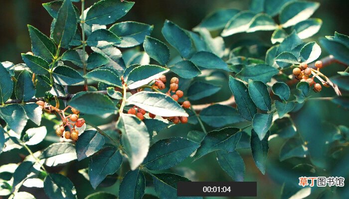 【树】花椒树是什么 什么是花椒树