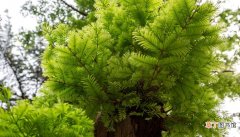 【树】水杉树是什么 什么是水杉树