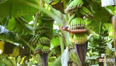 【香蕉树】香蕉树是什么 什么是香蕉树