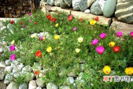 【花】太阳花种植方法和时间