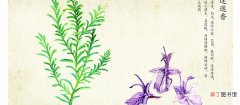 【花语】迷迭香的花语 迷迭香的花语是什么