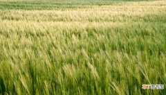 【成熟】麦子什么时候成熟 麦子的成熟期是几月份