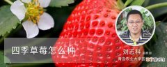 【草莓】四季草莓怎么种