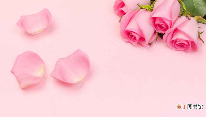 【花语】粉色玫瑰的花语 粉色玫瑰的花语是什么