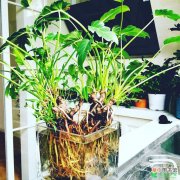 【植物】室内植物购买和养护常识有哪些？