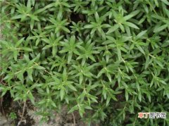 【繁殖】垂盆草的繁殖与优点有哪些？